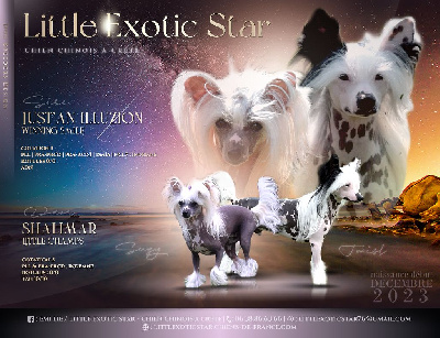 Little Exotic Star - Chien chinois à crête - Portée née le 03/12/2023