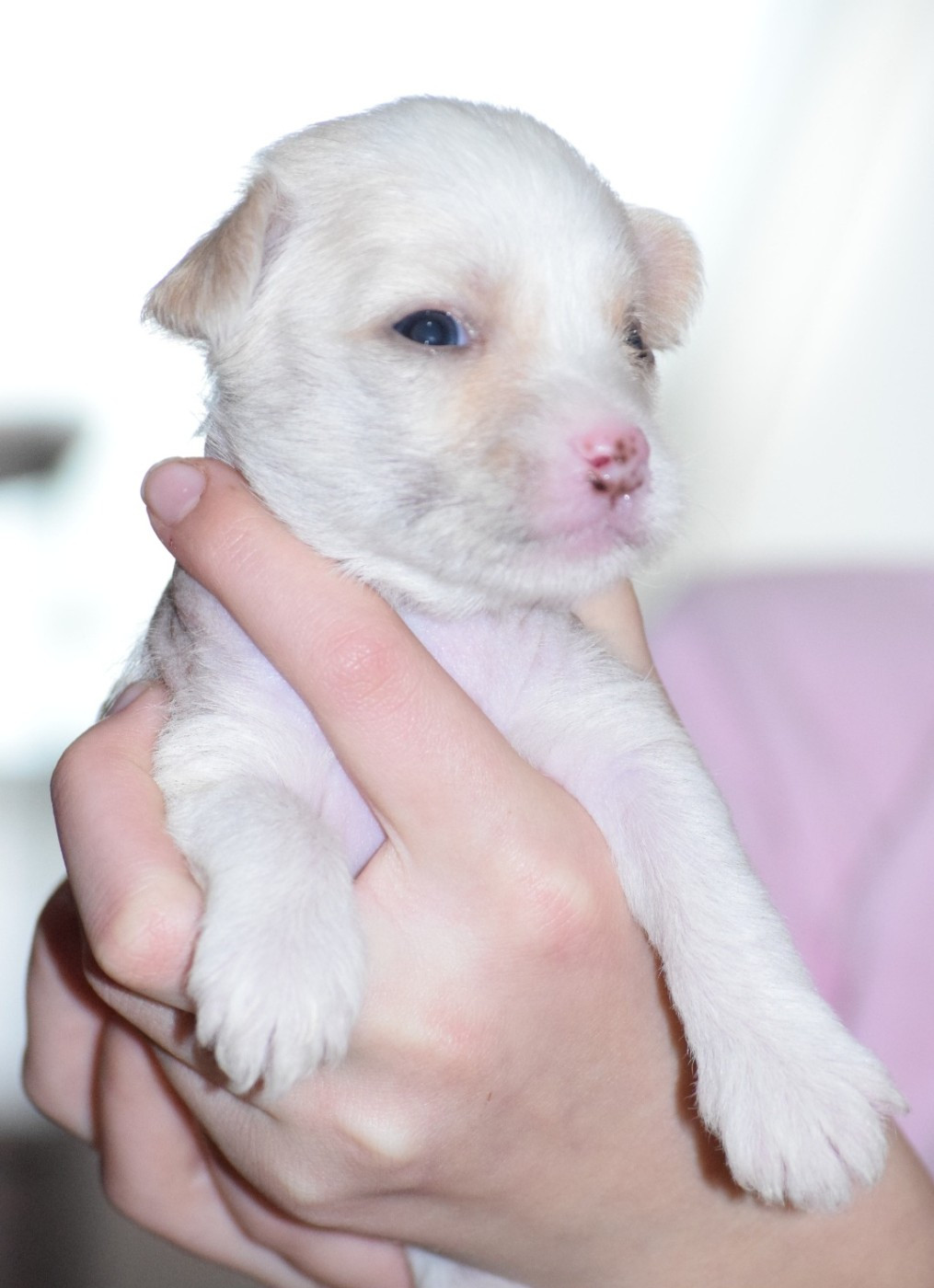 Les bébés de Sweety et Moon cherchent une famille