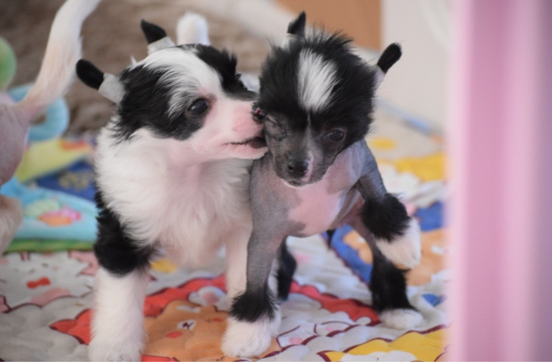 Les bébés de Sweety et Moon cherchent une famille