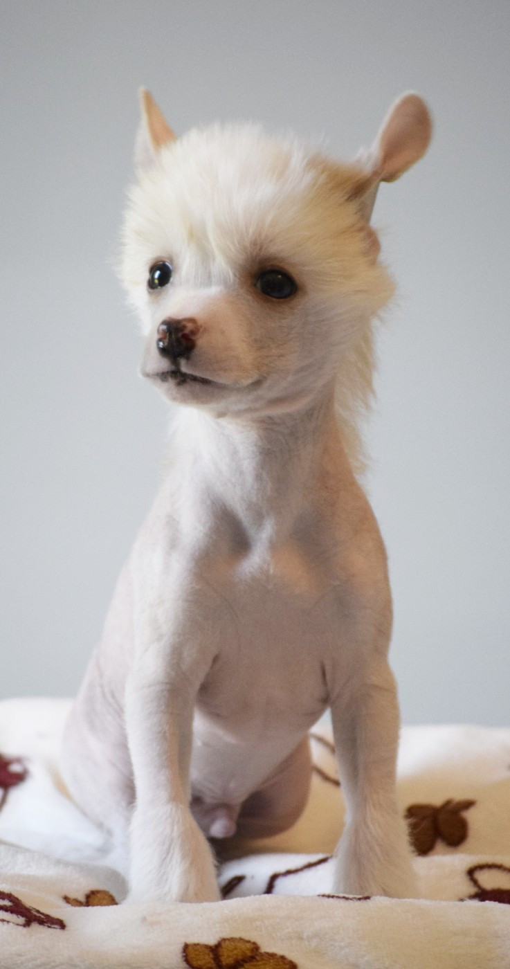 Aventus cherche sa famille