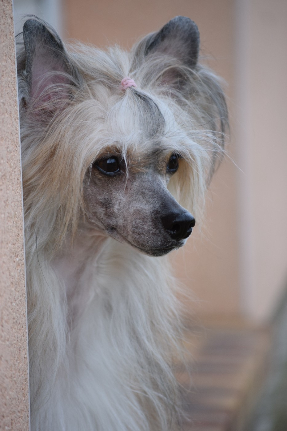 Little Exotic Star - Plus de chiots disponibles.