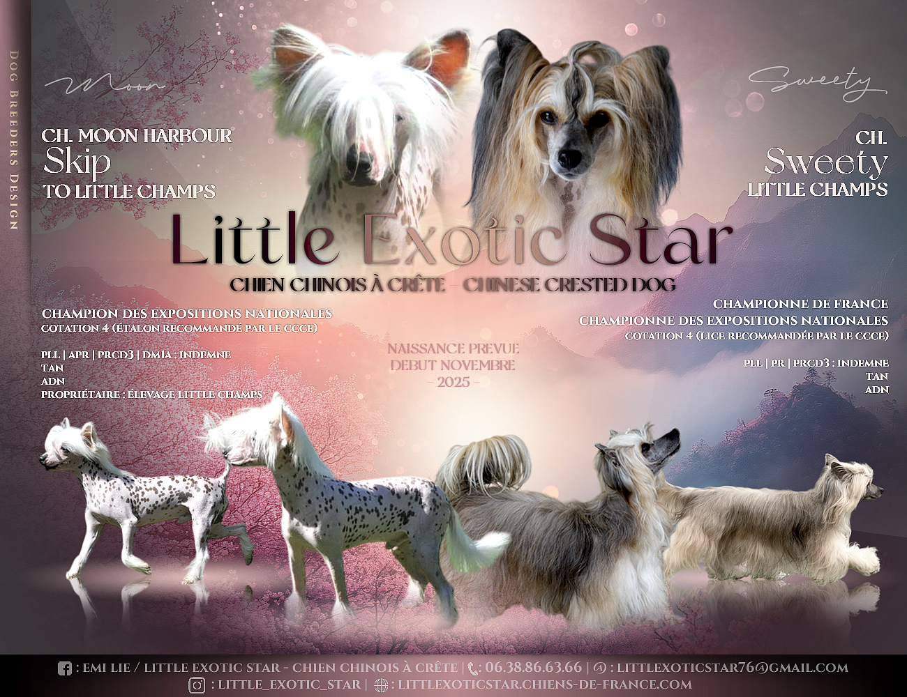 Little Exotic Star - Chien chinois à crête - Portée née le 12/11/2025