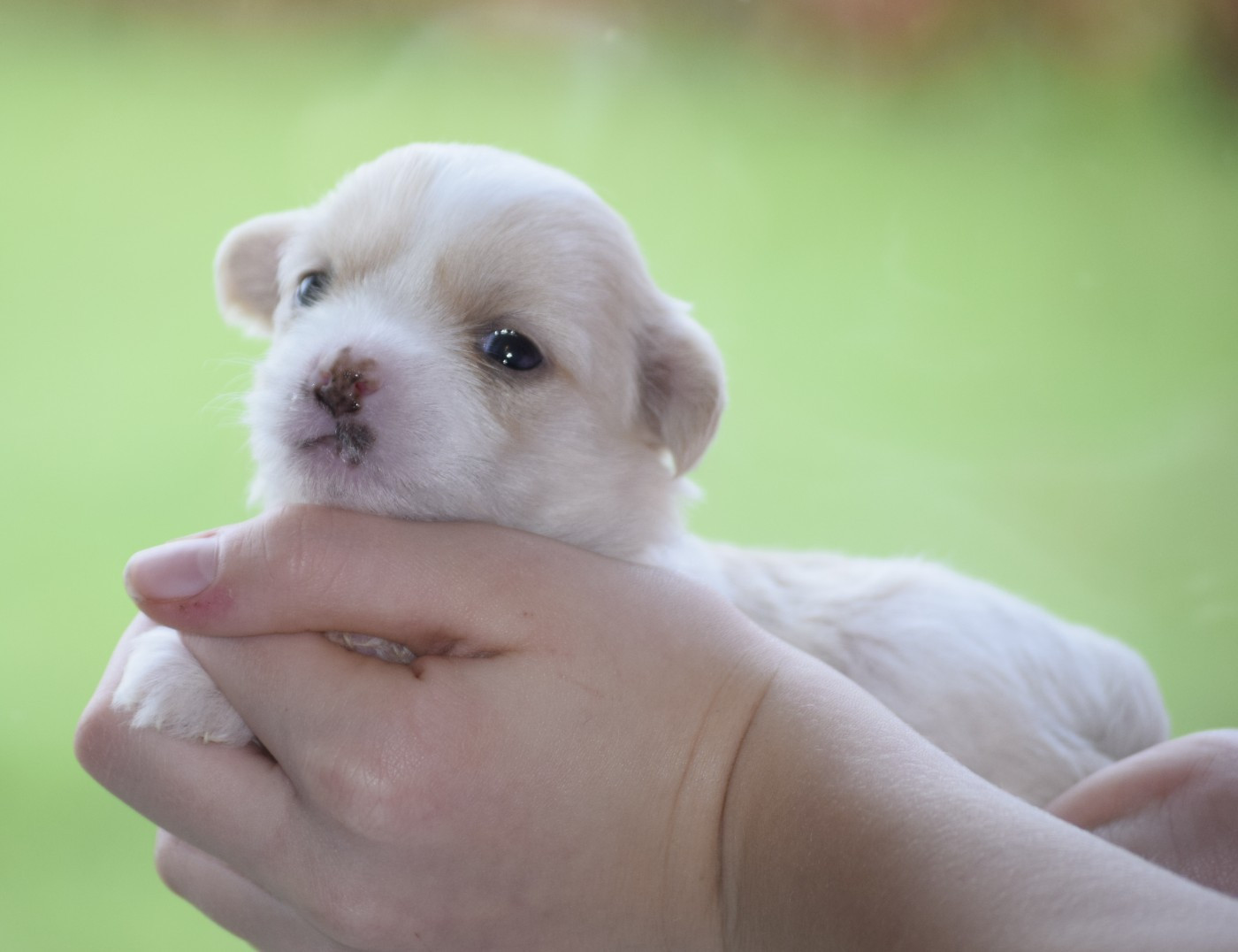 Little Exotic Star - Chiots disponibles - Chien chinois à crête