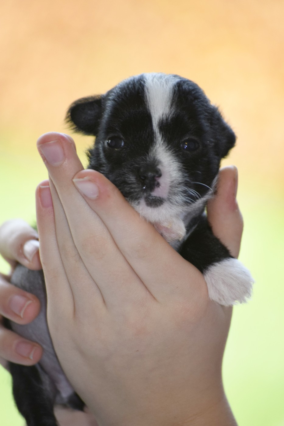 Little Exotic Star - Chiots disponibles - Chien chinois à crête
