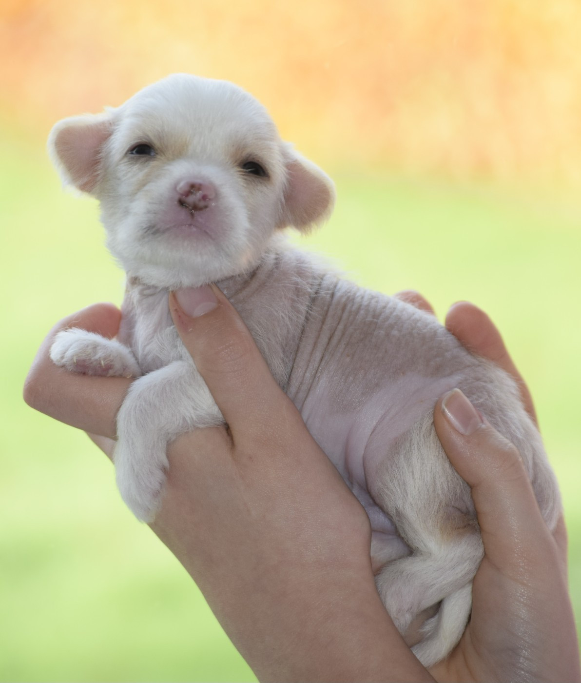 Little Exotic Star - Chiots disponibles - Chien chinois à crête