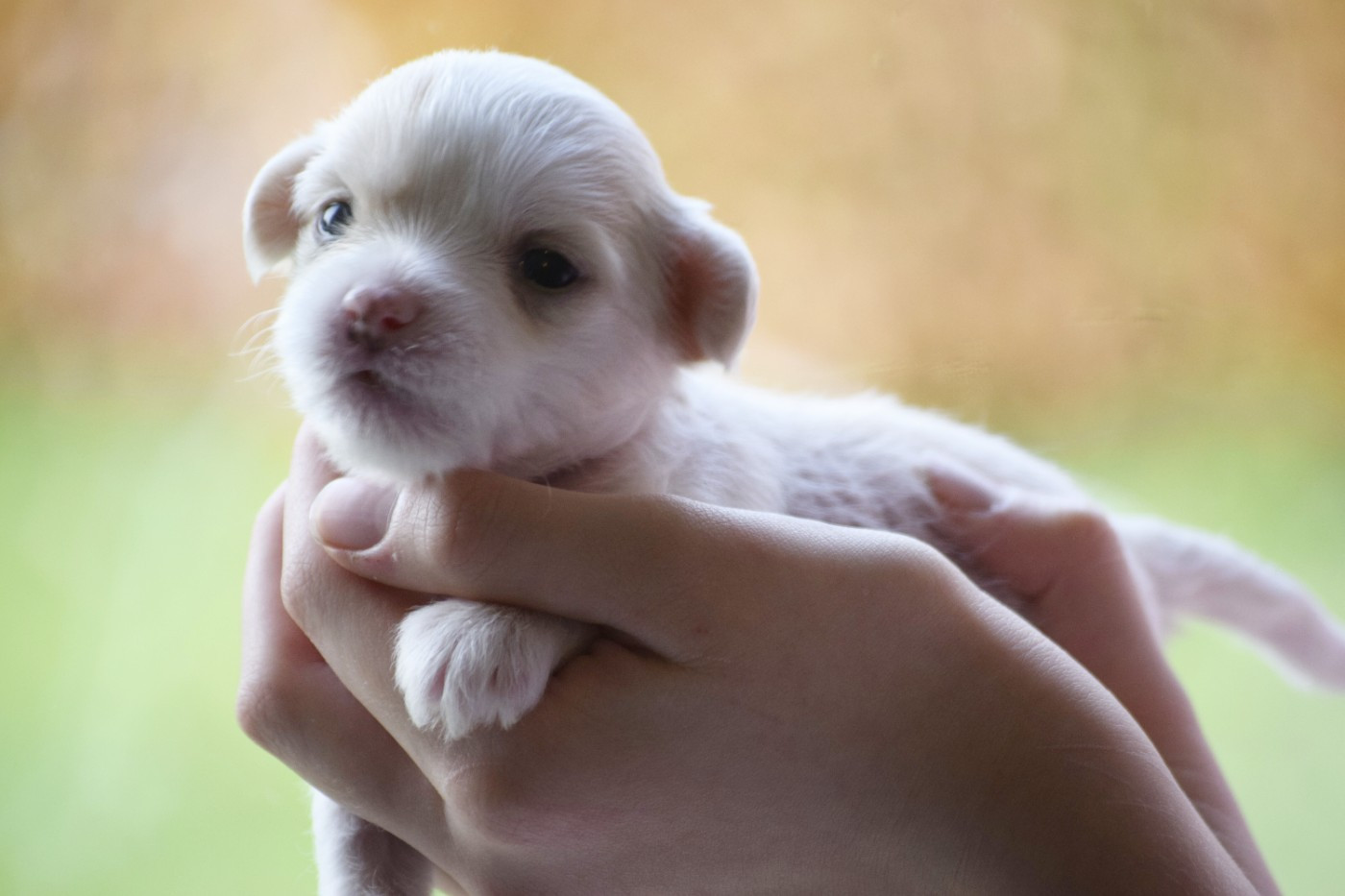 Little Exotic Star - Chiots disponibles - Chien chinois à crête