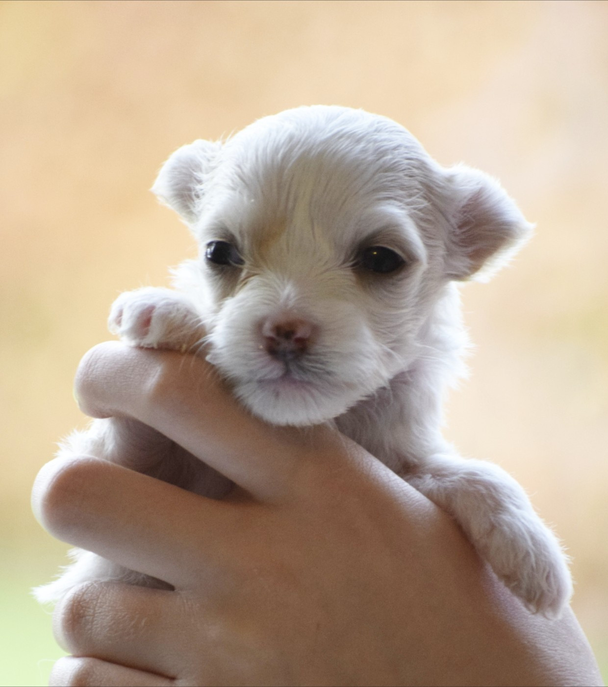 Little Exotic Star - Chiots disponibles - Chien chinois à crête