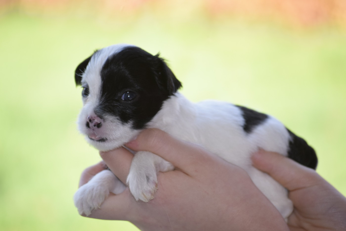 Little Exotic Star - Chiots disponibles - Chien chinois à crête