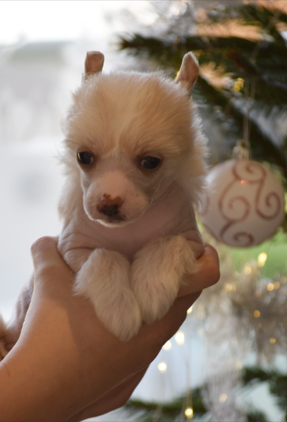 Little Exotic Star - Chiots disponibles - Chien chinois à crête