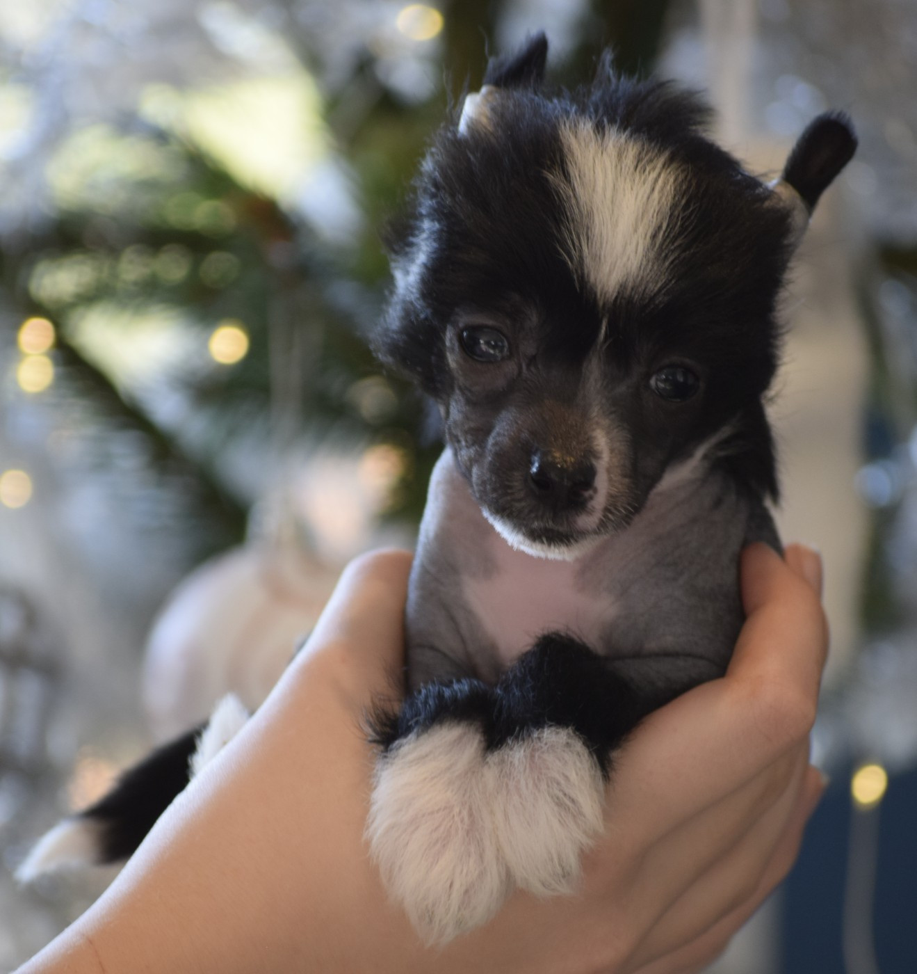 Little Exotic Star - Chiots disponibles - Chien chinois à crête