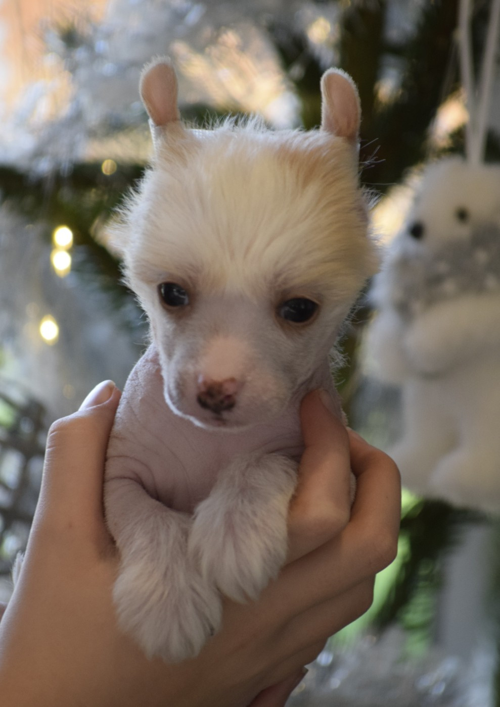 Little Exotic Star - Chiots disponibles - Chien chinois à crête