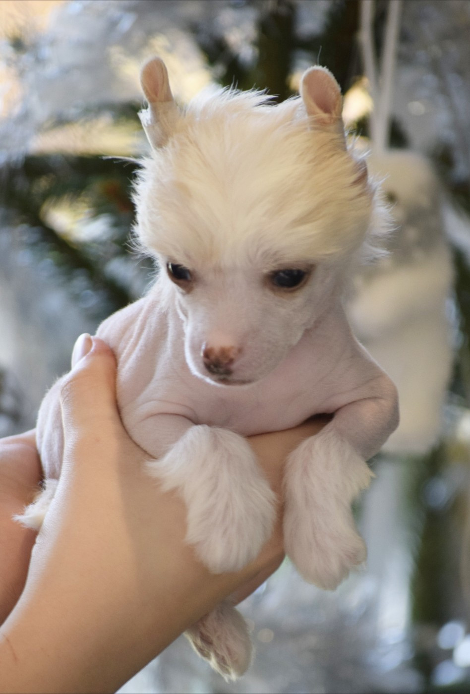 Little Exotic Star - Chiots disponibles - Chien chinois à crête