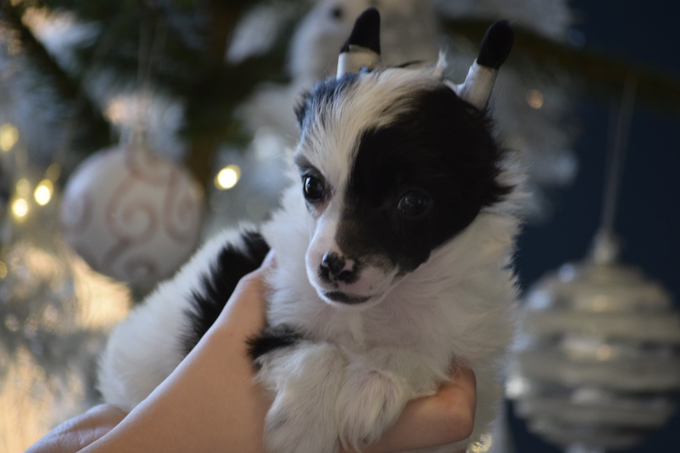 Little Exotic Star - Chiots disponibles - Chien chinois à crête