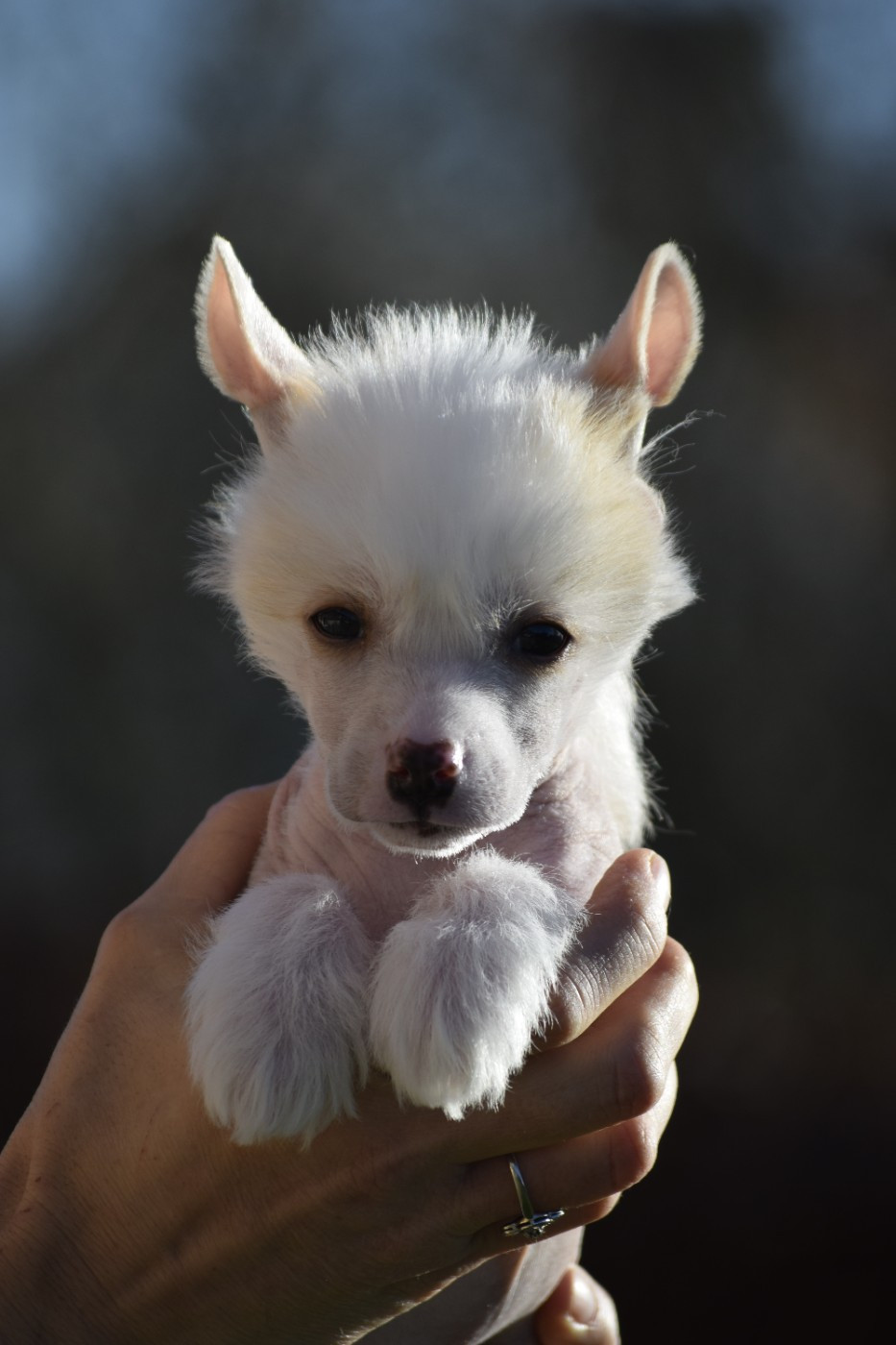 Little Exotic Star - Chiots disponibles - Chien chinois à crête