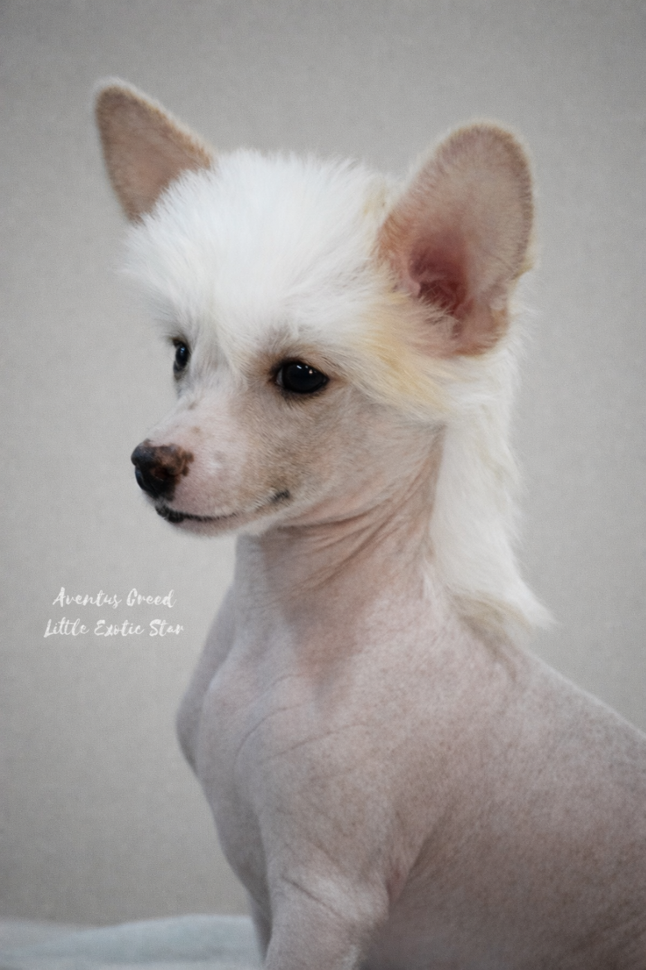 Little Exotic Star - Chiots disponibles - Chien chinois à crête