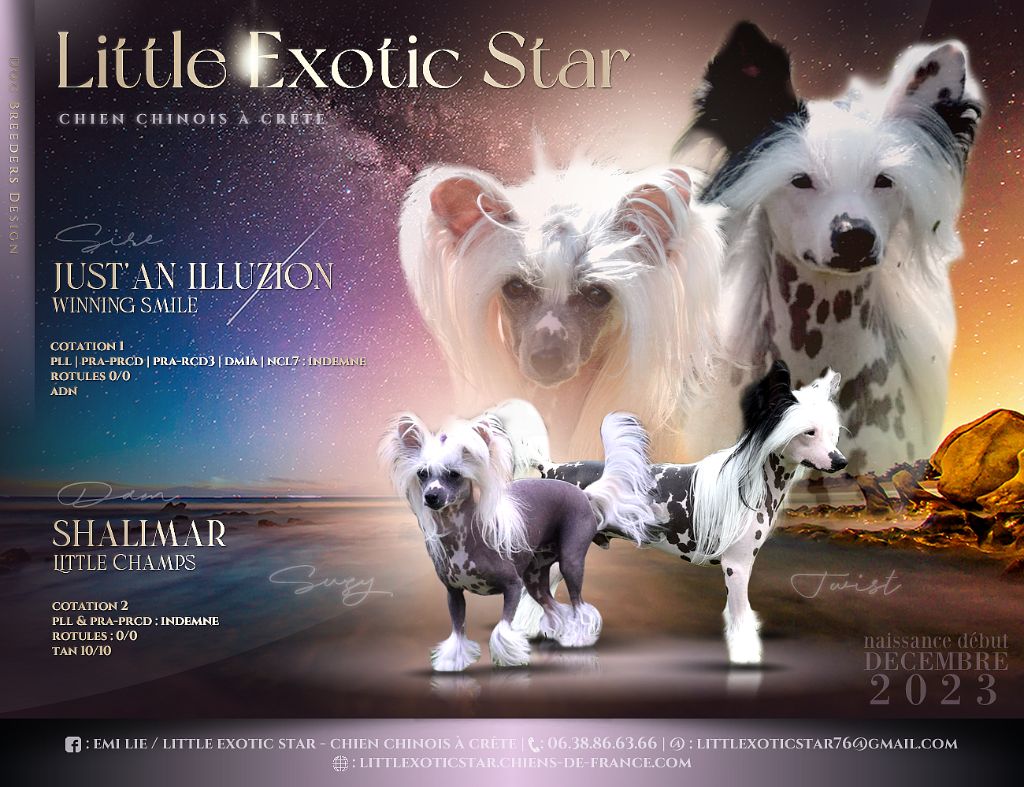 Little Exotic Star - Chien chinois à crête - Portée née le 03/12/2023
